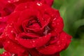 Red rose dew drops close up petals Royalty Free Stock Photo