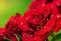 Red rose dew drops close up petals Royalty Free Stock Photo