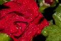 red rose dew drops close up petals Royalty Free Stock Photo