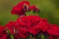 red rose dew drops close up petals Royalty Free Stock Photo