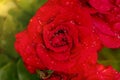 red rose in dew drops close up petals Royalty Free Stock Photo