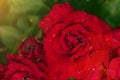 red rose in dew drops close up petals top view Royalty Free Stock Photo