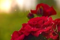 Red rose dew drops close up in sunlight Royalty Free Stock Photo