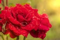 Red rose dew drops close up in sunlight Royalty Free Stock Photo