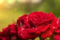 red rose dew drops close up in sunlight Royalty Free Stock Photo