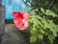 Red rose in dew drops, flower garden Royalty Free Stock Photo