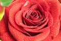 Red rose and dew drops on a green background Royalty Free Stock Photo