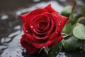 red rose with dew drops red rose in snow red rose with water drops Royalty Free Stock Photo