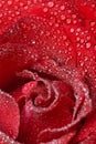 Red rose dewdrops