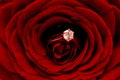 Red Rose with diamond ring Royalty Free Stock Photo