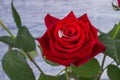 Red rose with diamond ring. Royalty Free Stock Photo