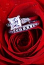 Red rose and diamond rings Royalty Free Stock Photo