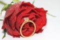 Red rose and diamond solitaire in bridal tears Royalty Free Stock Photo