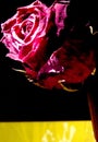 Red rose drama