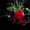 Red rose drop water up