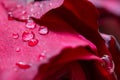 red rose, drop water