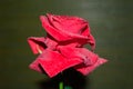 red rose with droplets Royalty Free Stock Photo