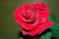 red rose with droplets Royalty Free Stock Photo