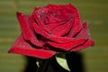 red rose with droplets Royalty Free Stock Photo
