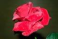 red rose with droplets Royalty Free Stock Photo