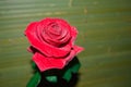 red rose with droplets Royalty Free Stock Photo