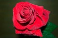 red rose with droplets Royalty Free Stock Photo