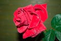 red rose with droplets Royalty Free Stock Photo