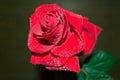 red rose with droplets Royalty Free Stock Photo
