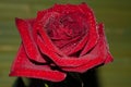 red rose with droplets Royalty Free Stock Photo