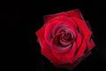 Red rose with drops of dew on black background. Royalty Free Stock Photo