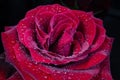 Red rose with drops of dew on black background. Royalty Free Stock Photo