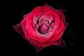 Red rose with drops of dew on black background. Royalty Free Stock Photo