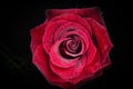 Red rose with drops of dew on black background. Royalty Free Stock Photo