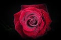Red rose with drops of dew on black background. Royalty Free Stock Photo