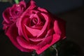 Red rose with drops of dew on black background. Royalty Free Stock Photo