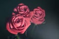 Red rose with drops of dew on black background. Royalty Free Stock Photo