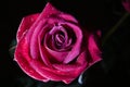 Red rose with drops of dew on black background. Royalty Free Stock Photo