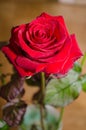 Red rose with drops of dew on leaves background.