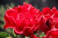 Red rose with drops of dew Royalty Free Stock Photo