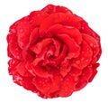 Red rose with drops of dew on a white isolated background_ Royalty Free Stock Photo