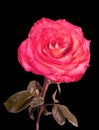 Red rose with drops isolated