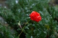 Red rose with drops in the snow Royalty Free Stock Photo