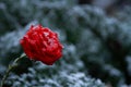 Red rose with drops in the snow Royalty Free Stock Photo