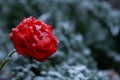 Red rose with drops in the snow Royalty Free Stock Photo