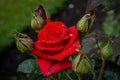 A Red Rose in Edimburgh. Royalty Free Stock Photo