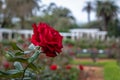 Red rose at El Rosedal Rose Park at Bosques de Palermo Palermo Woods - Buenos Aires, Argentina Royalty Free Stock Photo