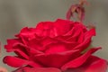 Red Rose Elegance: A Captivating Close-Up of a Stunning Scarlet Bloom, a Symbol of Love and Passion