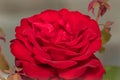 Red Rose Elegance: A Captivating Close-Up of a Stunning Scarlet Bloom, a Symbol of Love and Passion