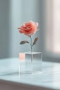 A red rose is elegantly placed in a transparent, levitating cube, surrounded by soft-focus dreamlike reflections. This Royalty Free Stock Photo