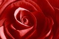 Red rose extreme close up, full frame, floral background Royalty Free Stock Photo